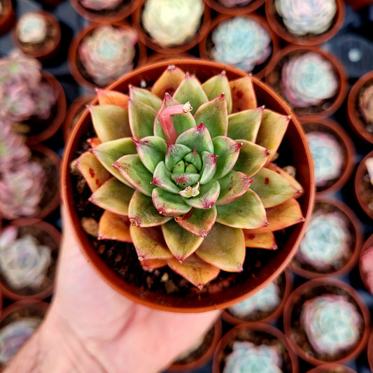 Echeveria "Leopard" panaché
