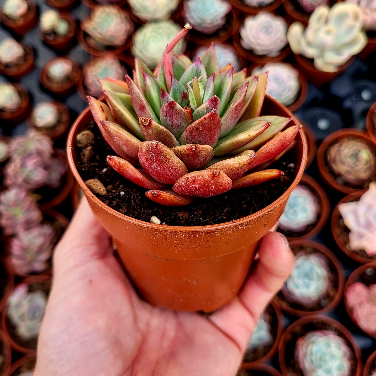 Echeveria "Leopard" panaché
