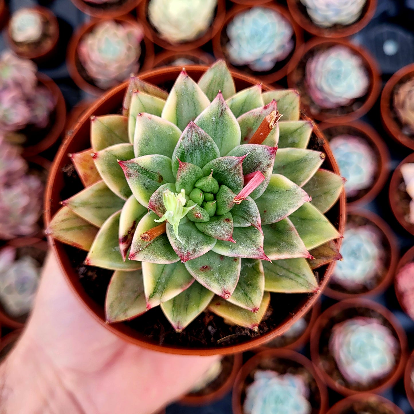 Echeveria "Leopard" panaché