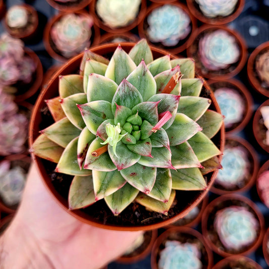 Echeveria "Leopard" panaché