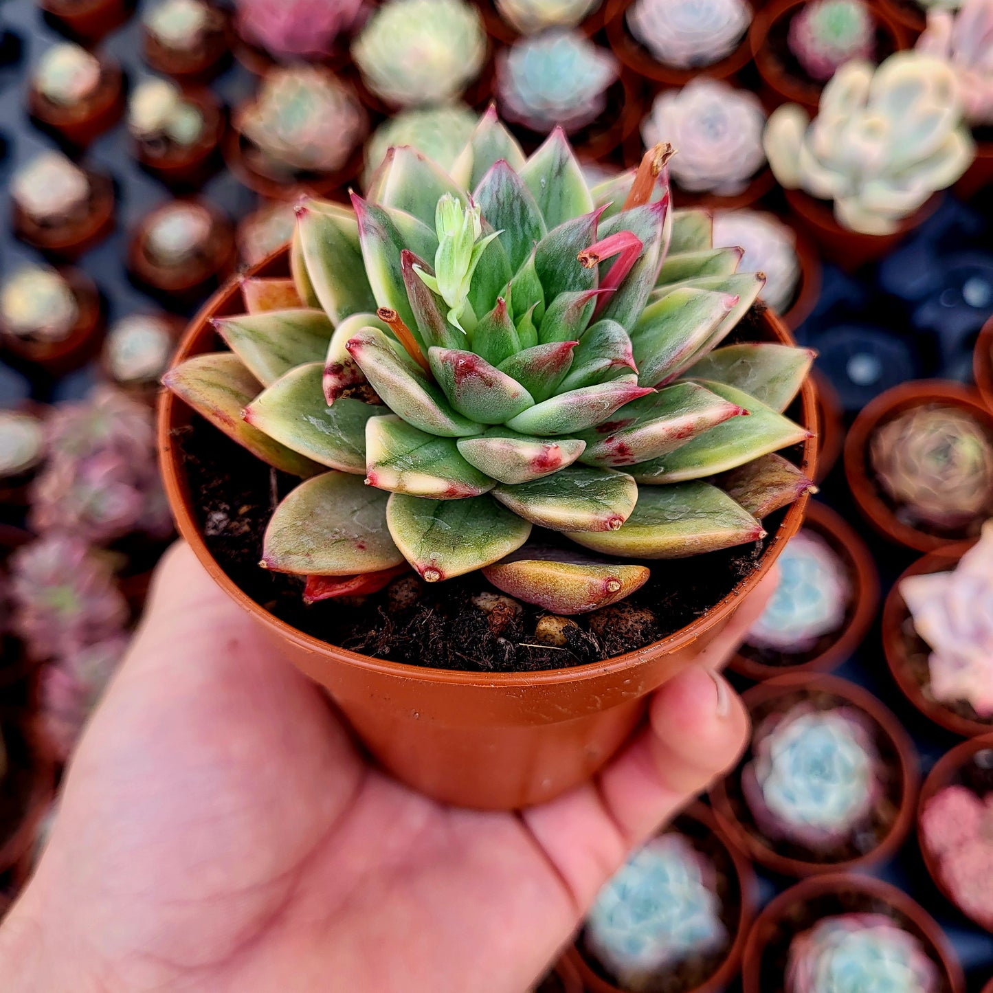 Echeveria "Leopard" panaché