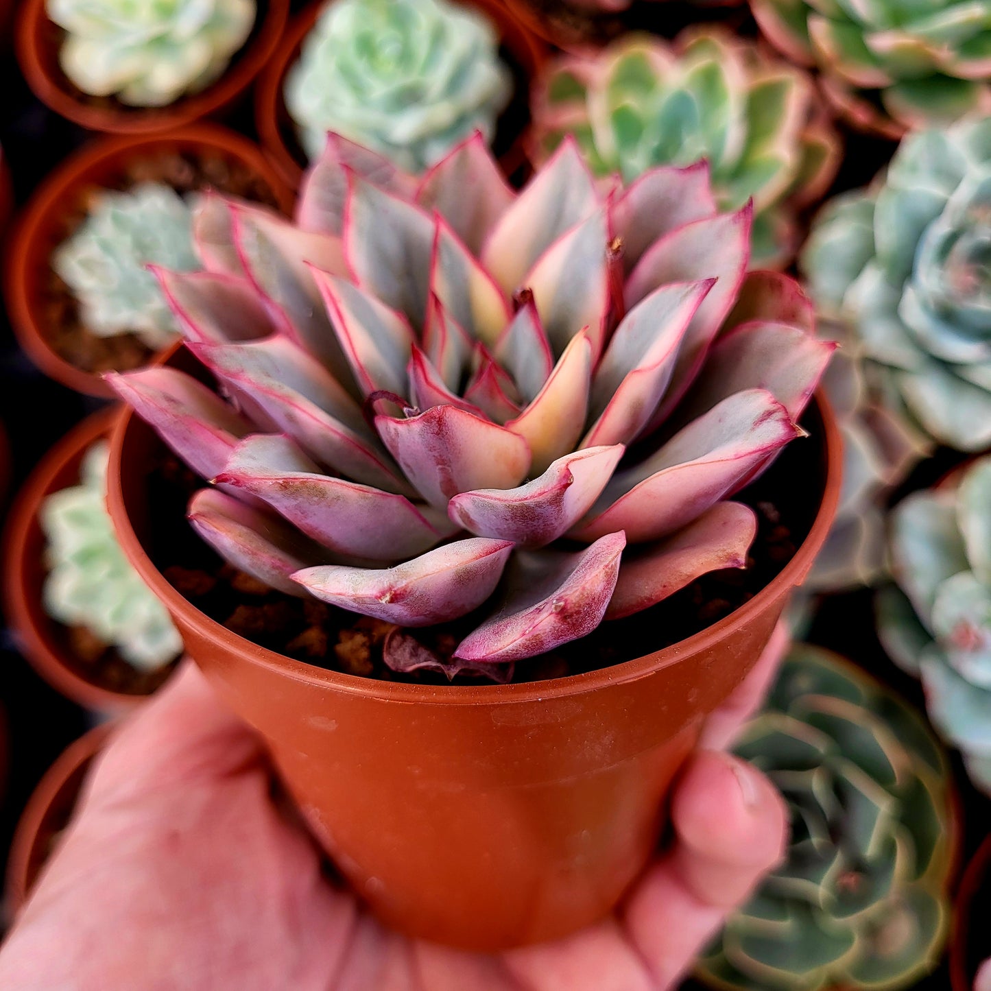 Echeveria « Esther » panaché