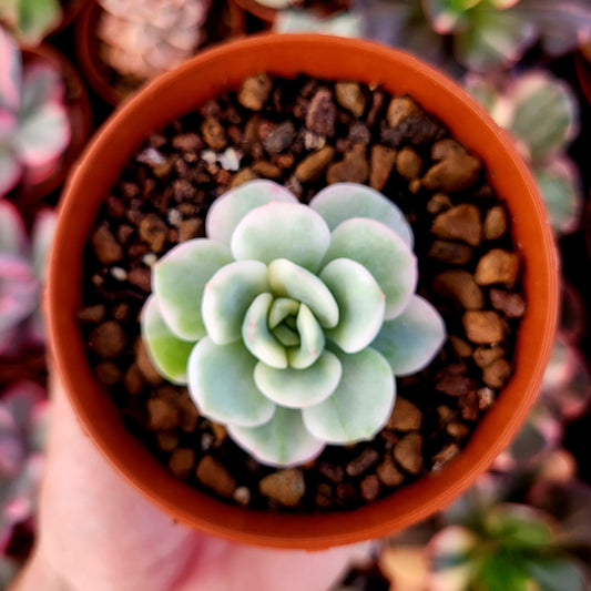 Pachyveria "Worthy One" variegada