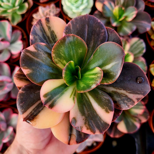 Echeveria "Prima Donna" variegada