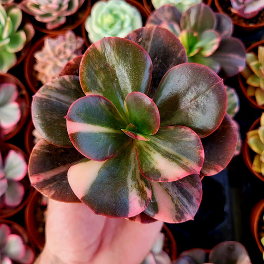 Echeveria "Prima Donna" variegada
