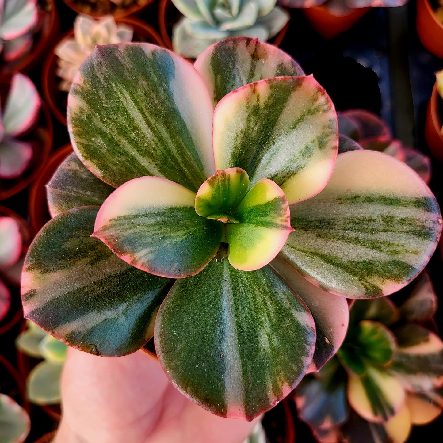 Echeveria "Prima Donna" variegada
