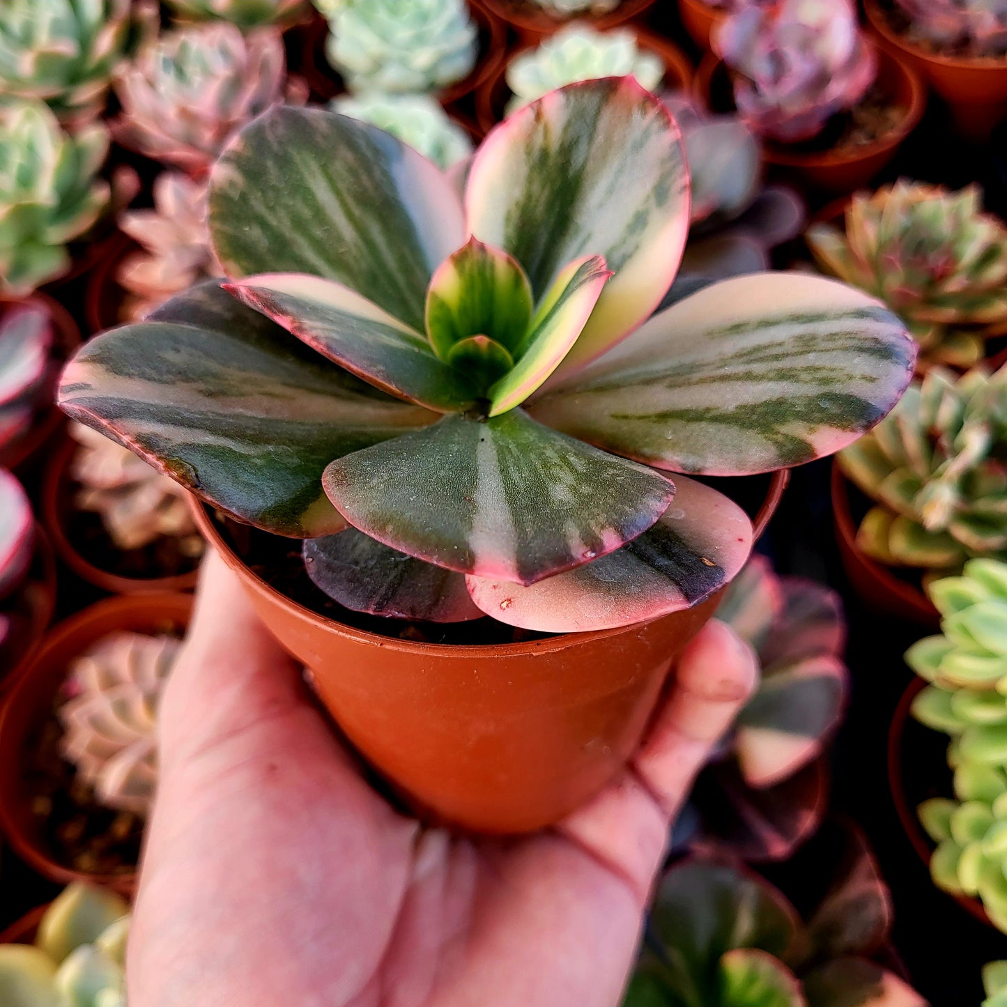 Echeveria "Prima Donna" variegada
