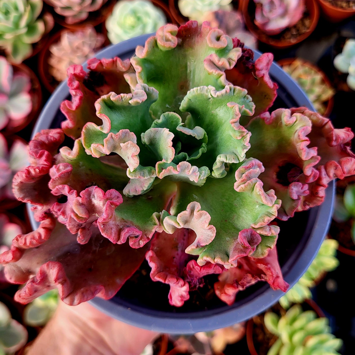 Echeveria "Octopus"