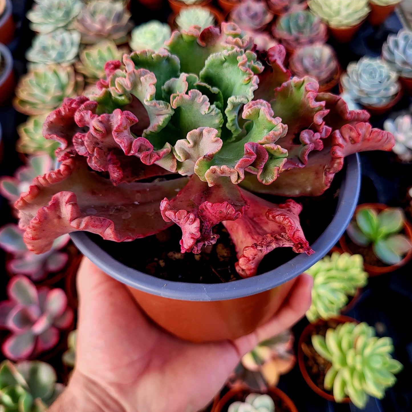 Echeveria "Octopus"