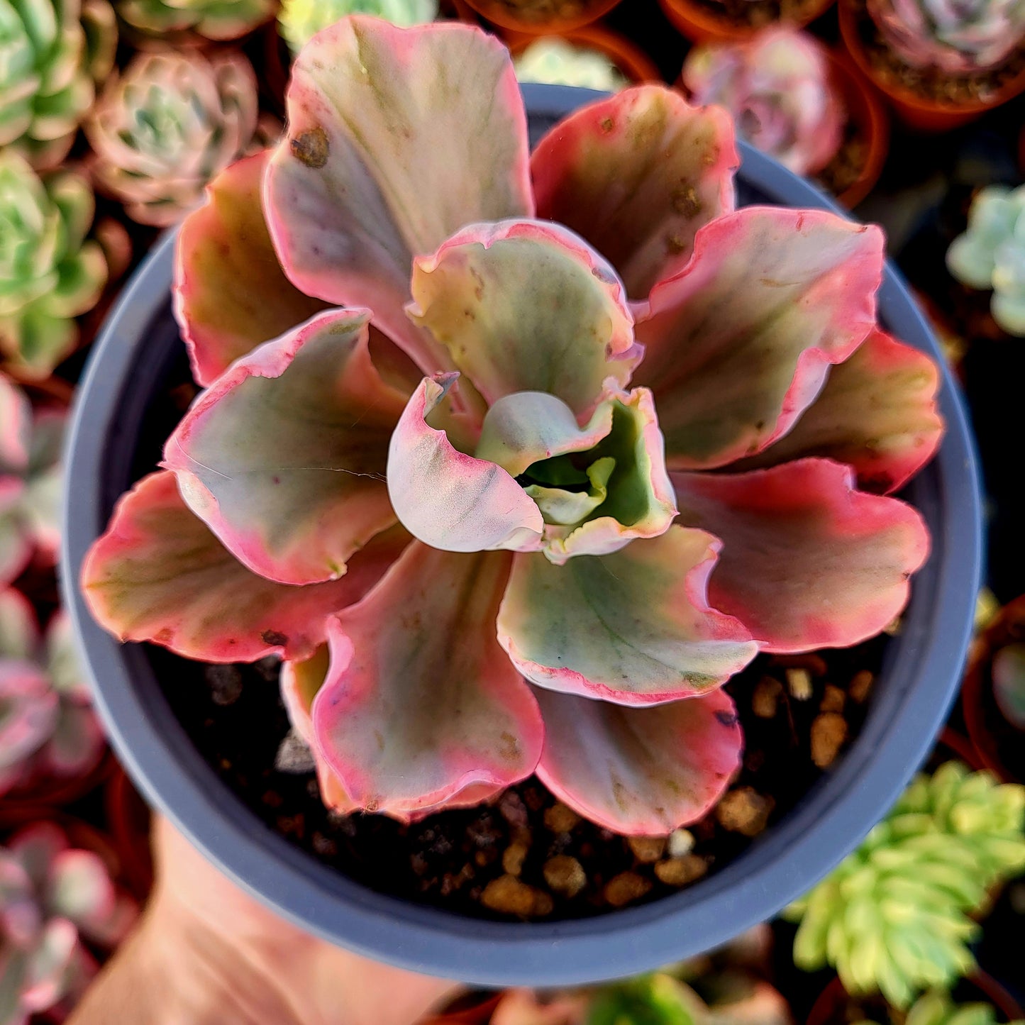Echeveria "Chantilly Marginata" variegata