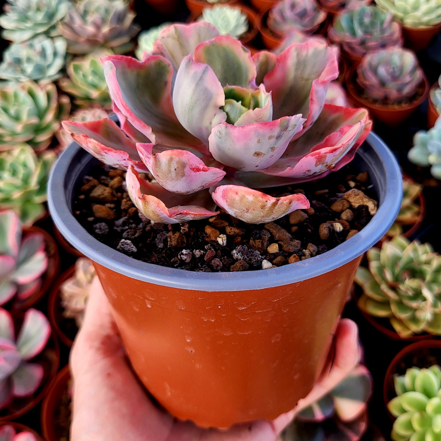 Echeveria "Chantilly Marginata" variegata