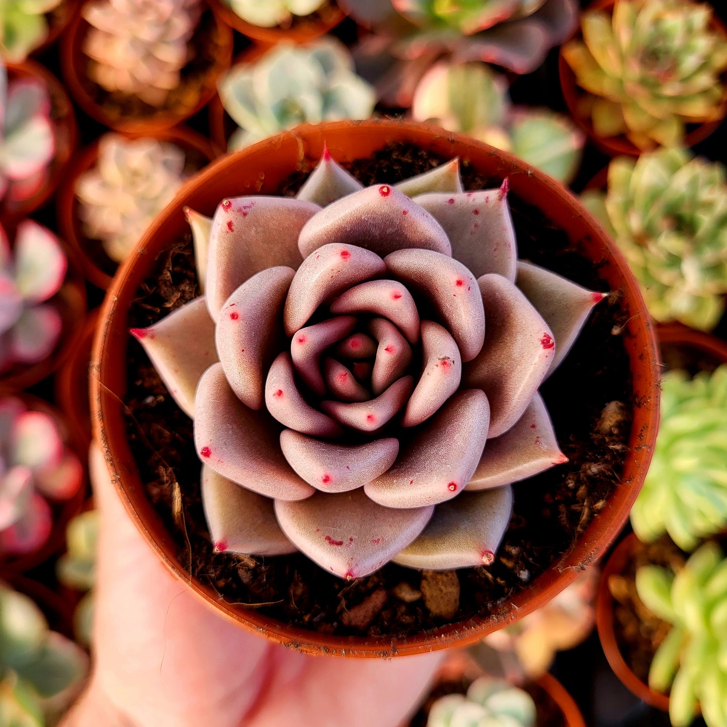 Echeveria "Jawa"