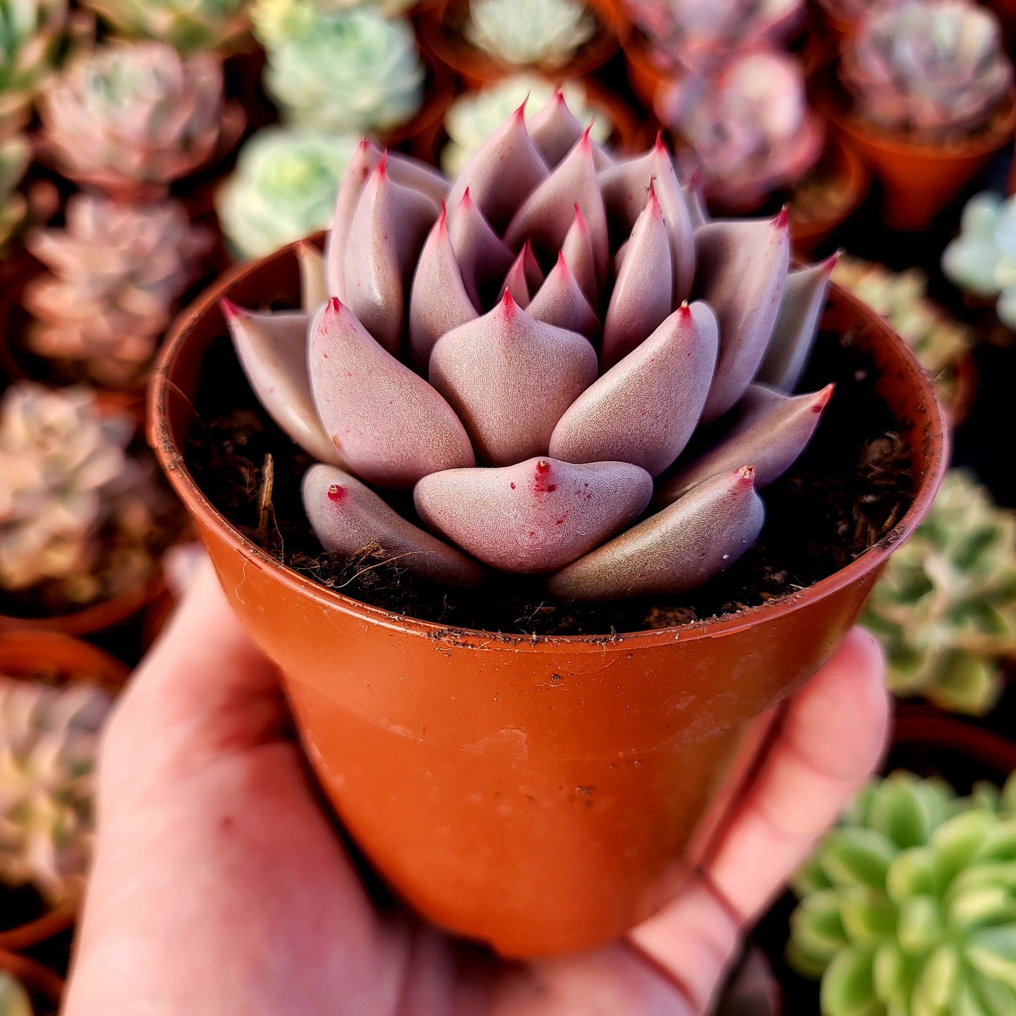 Echeveria "Jawa"