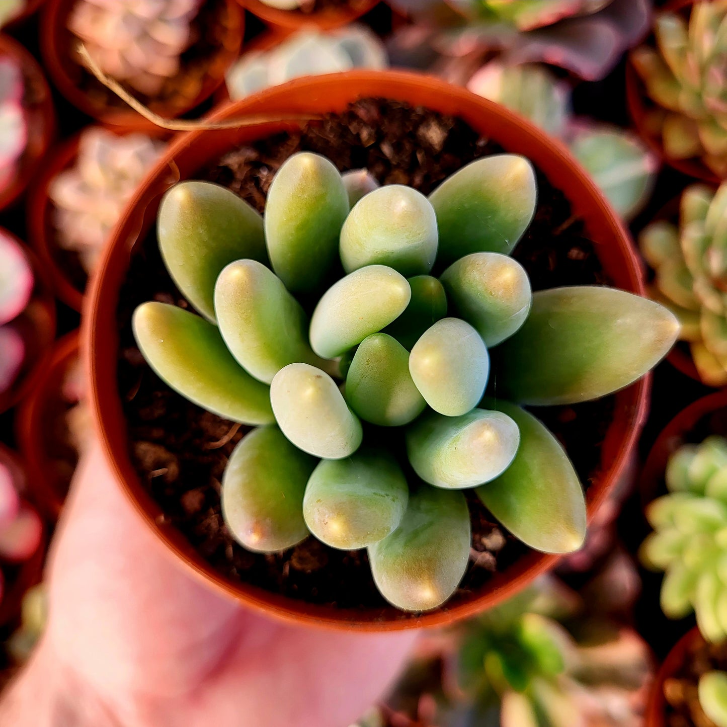 Pachyphytum "Gun Gan"