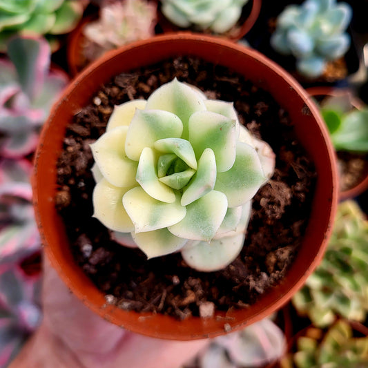 Echeveria "Nicksana" variegada