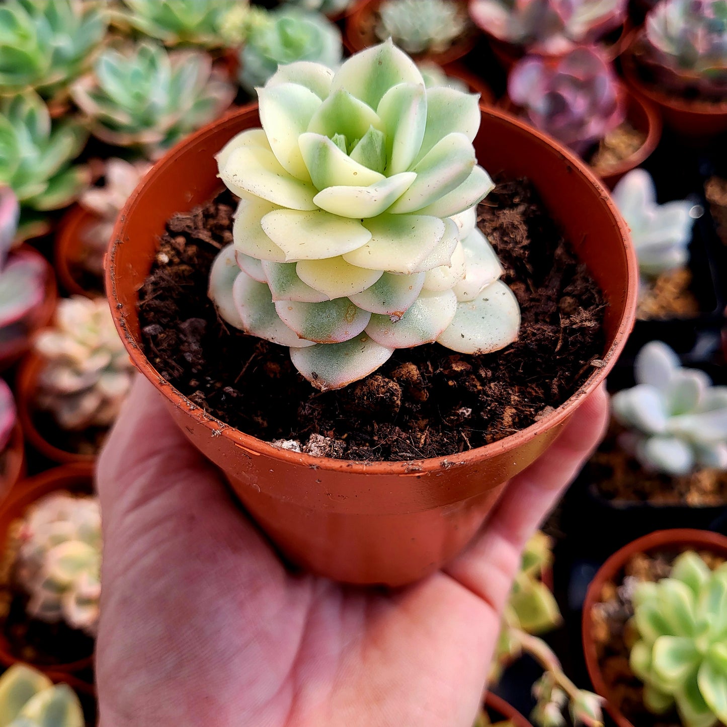 Echeveria "Nicksana" variegada