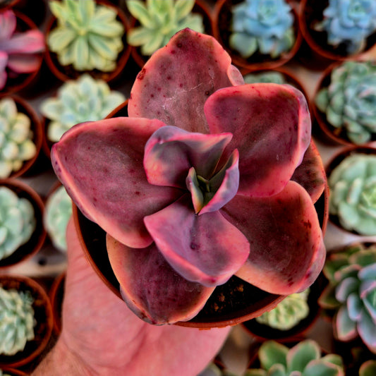 Echeveria panaché « Golden State »