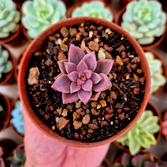 Graptosedum « Bronze » panaché