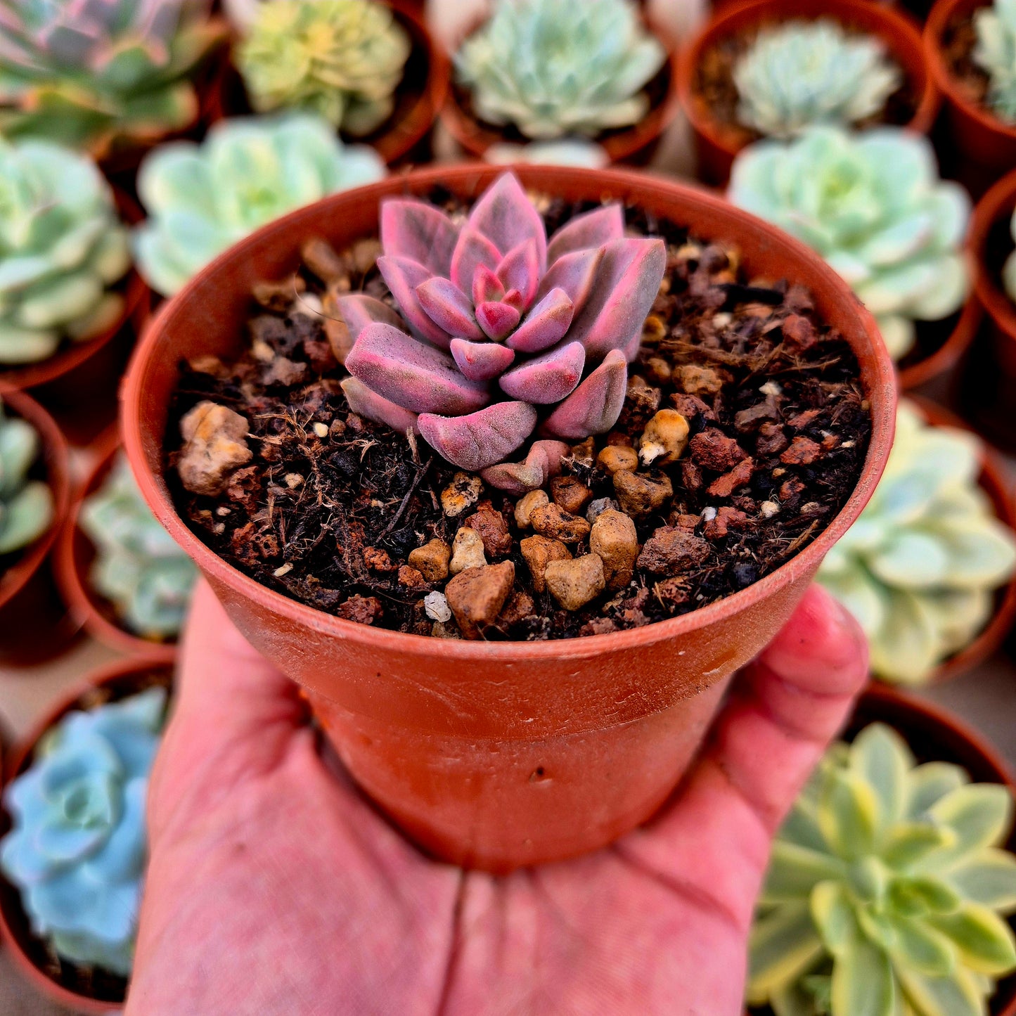 Graptosedum "Bronze" variegado