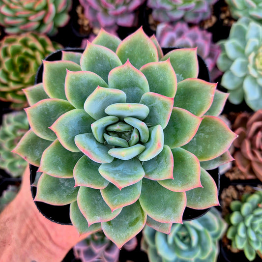 Echeveria "Gilva x Monroe"