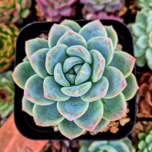 Echeveria « Ambre »