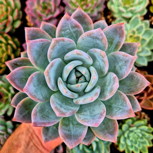 Echeveria "Snow Angel"