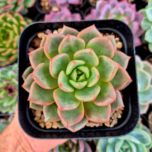 Echeveria "Nutchi"