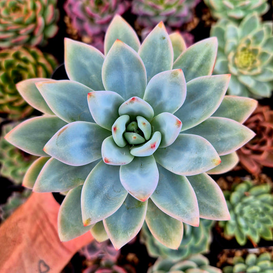 Echeveria "Star Snow"