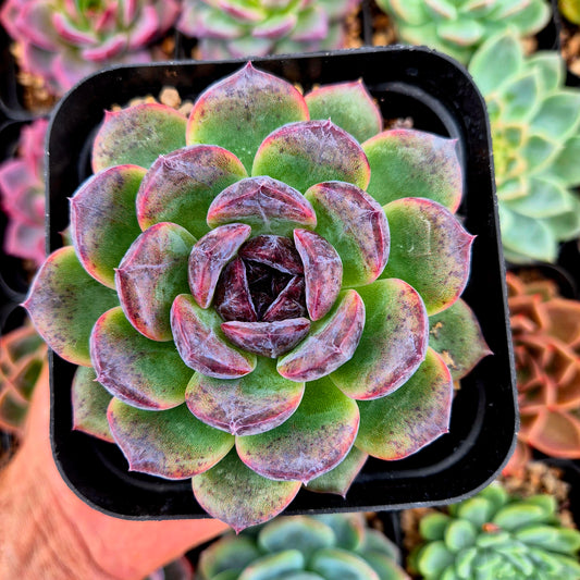 Echeveria "White Soul"