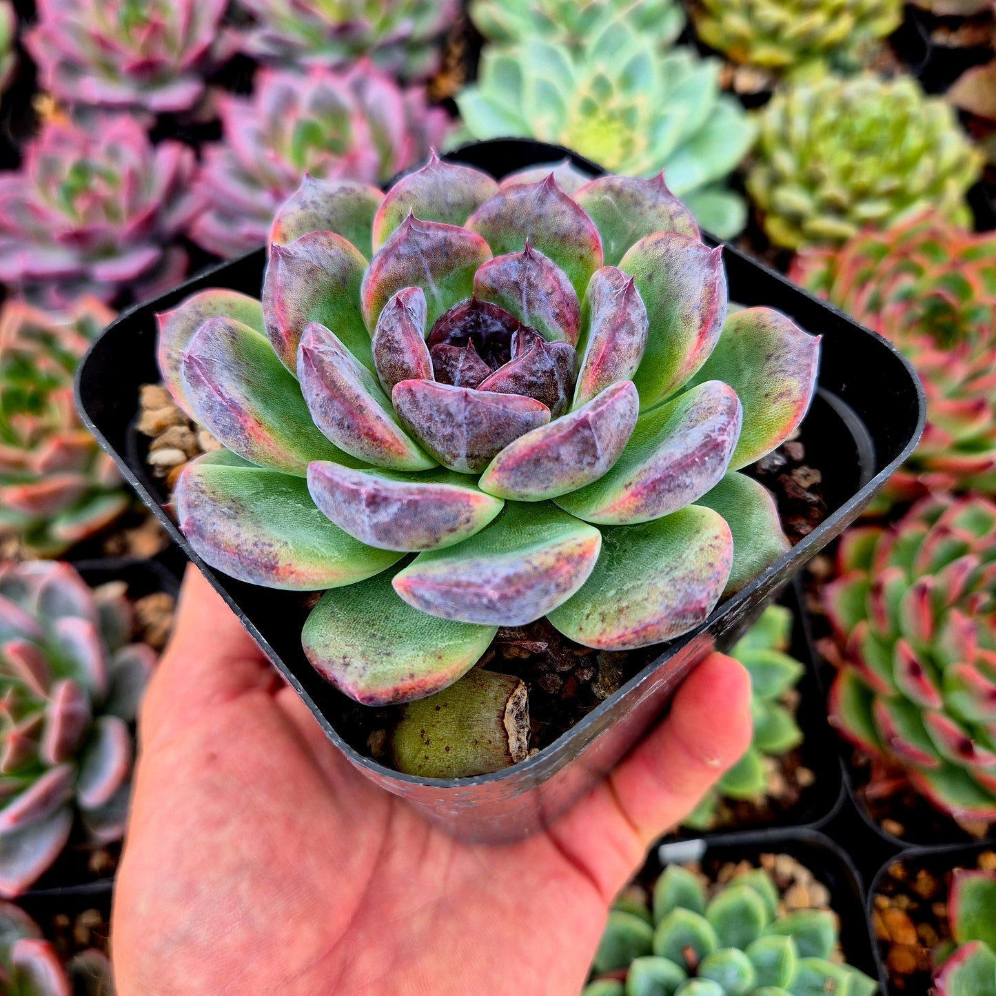 Echeveria "White Soul"