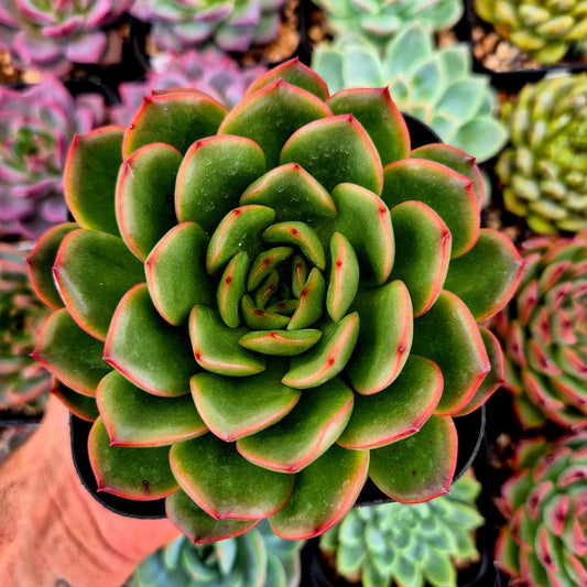 Echeveria « Pulidonis x Monroe »
