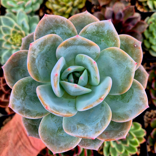Echeveria "Monroe x Hakuhou"