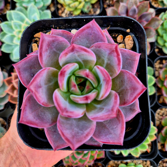 Echeveria "Rubin x Monroe"