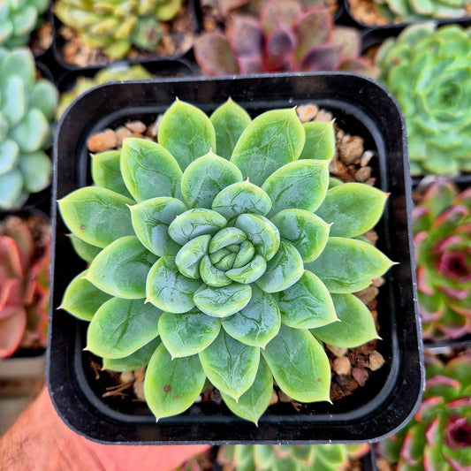 Echeveria "Elsa"