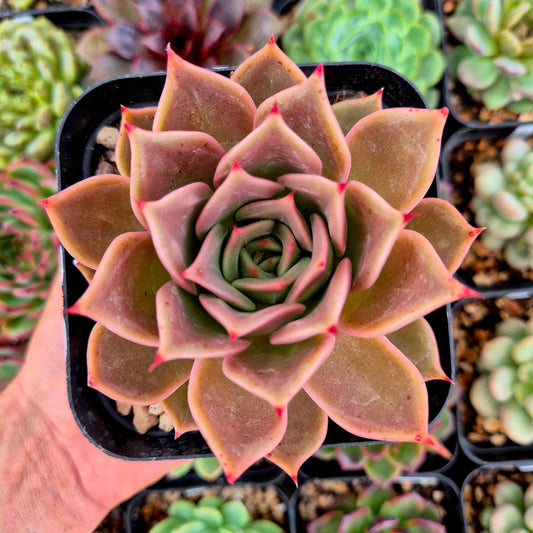 Echeveria "Madiba x Rubin"