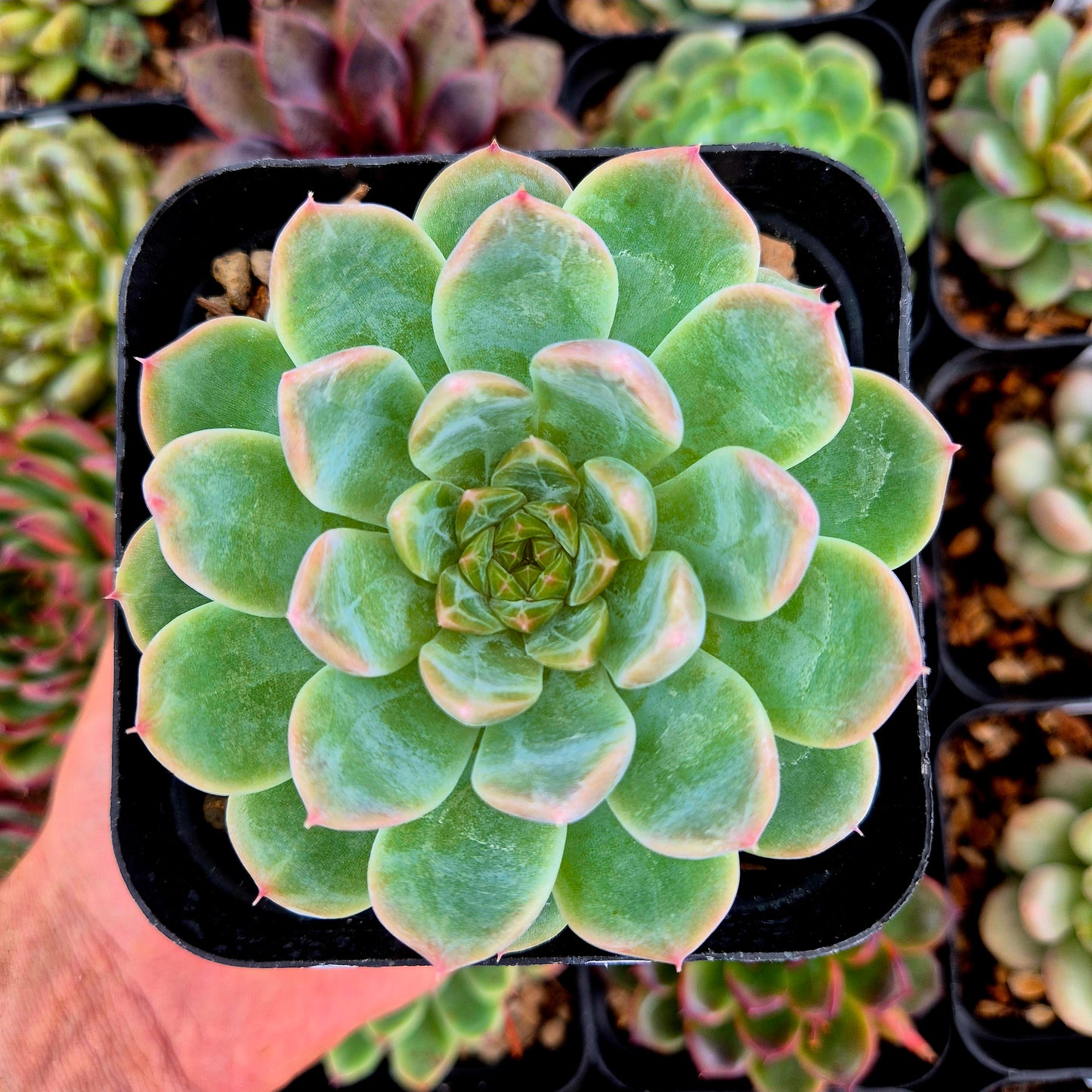 Echeveria "Halbingeri x Monroe"