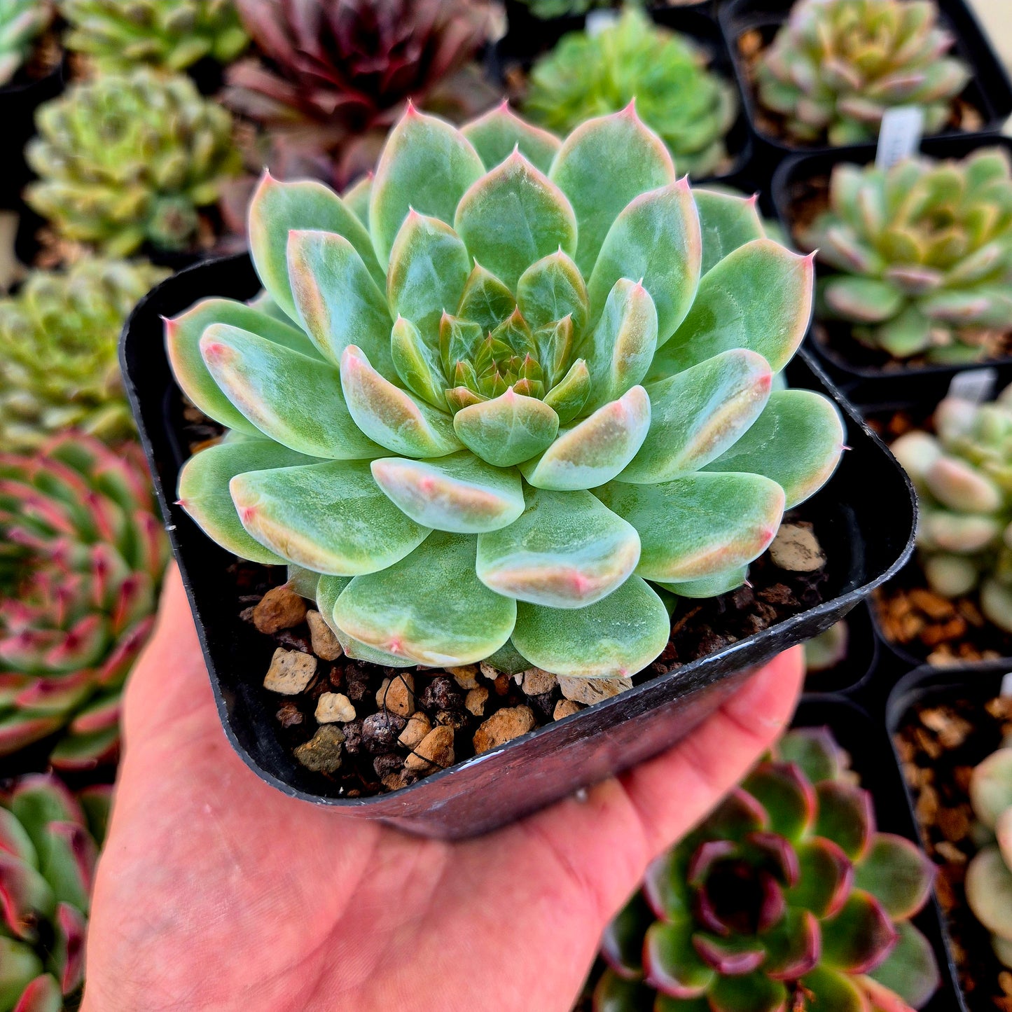 Echeveria "Halbingeri x Monroe"