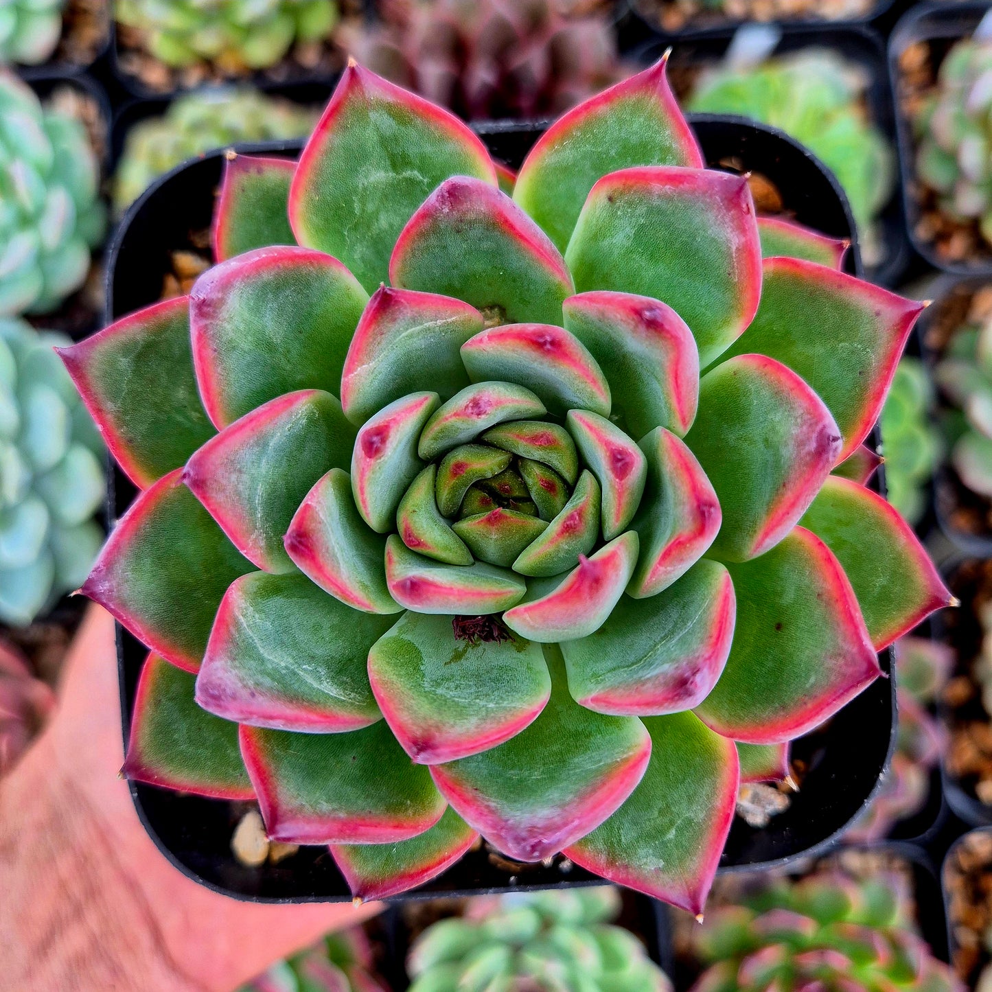 Echeveria "Fire Pillar"