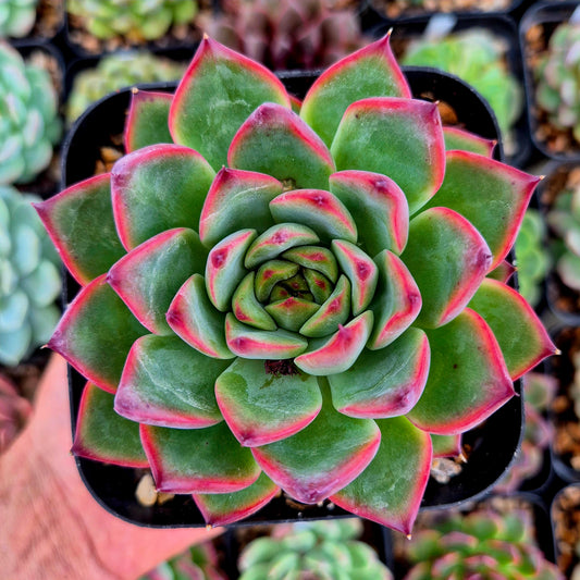 Echeveria "Fire Pillar"