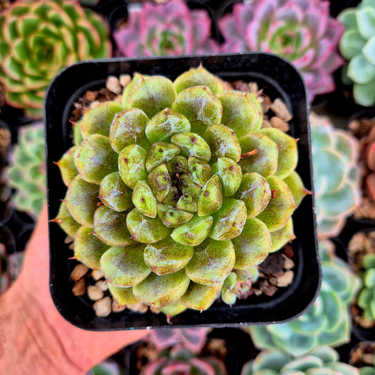 Echeveria « Améthyste »
