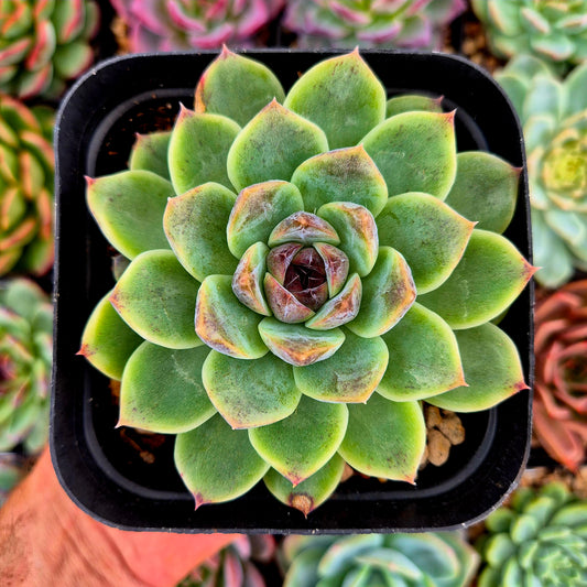 Echeveria "Purple Rice"