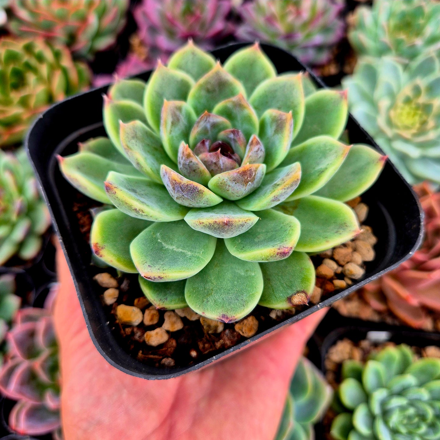 Echeveria "Purple Rice"