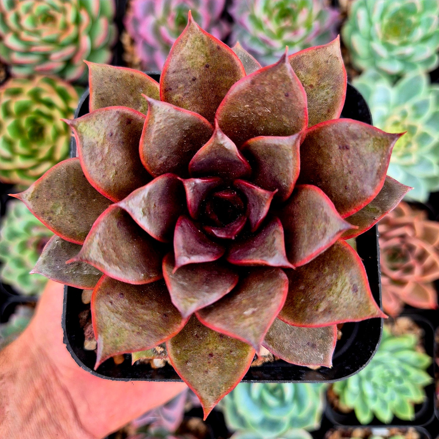 Echeveria "Red Rose"