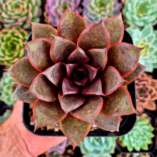 Echeveria "Red Rose"