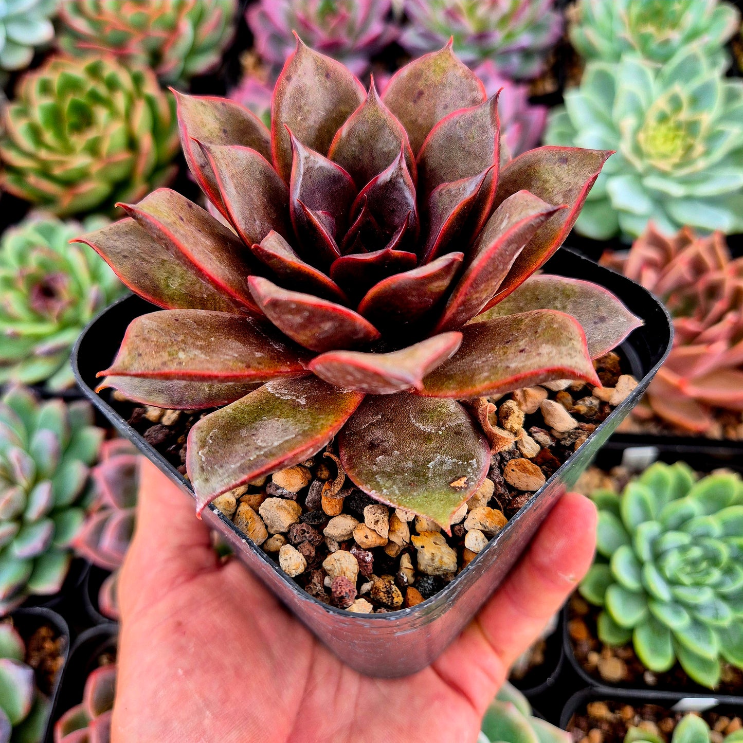 Echeveria "Red Rose"