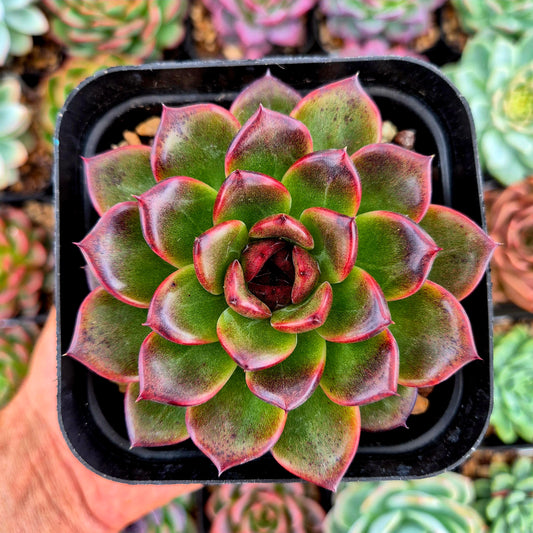 Echeveria « Forêt-Noire »