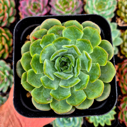 Echeveria "Cristallo che si scioglie"