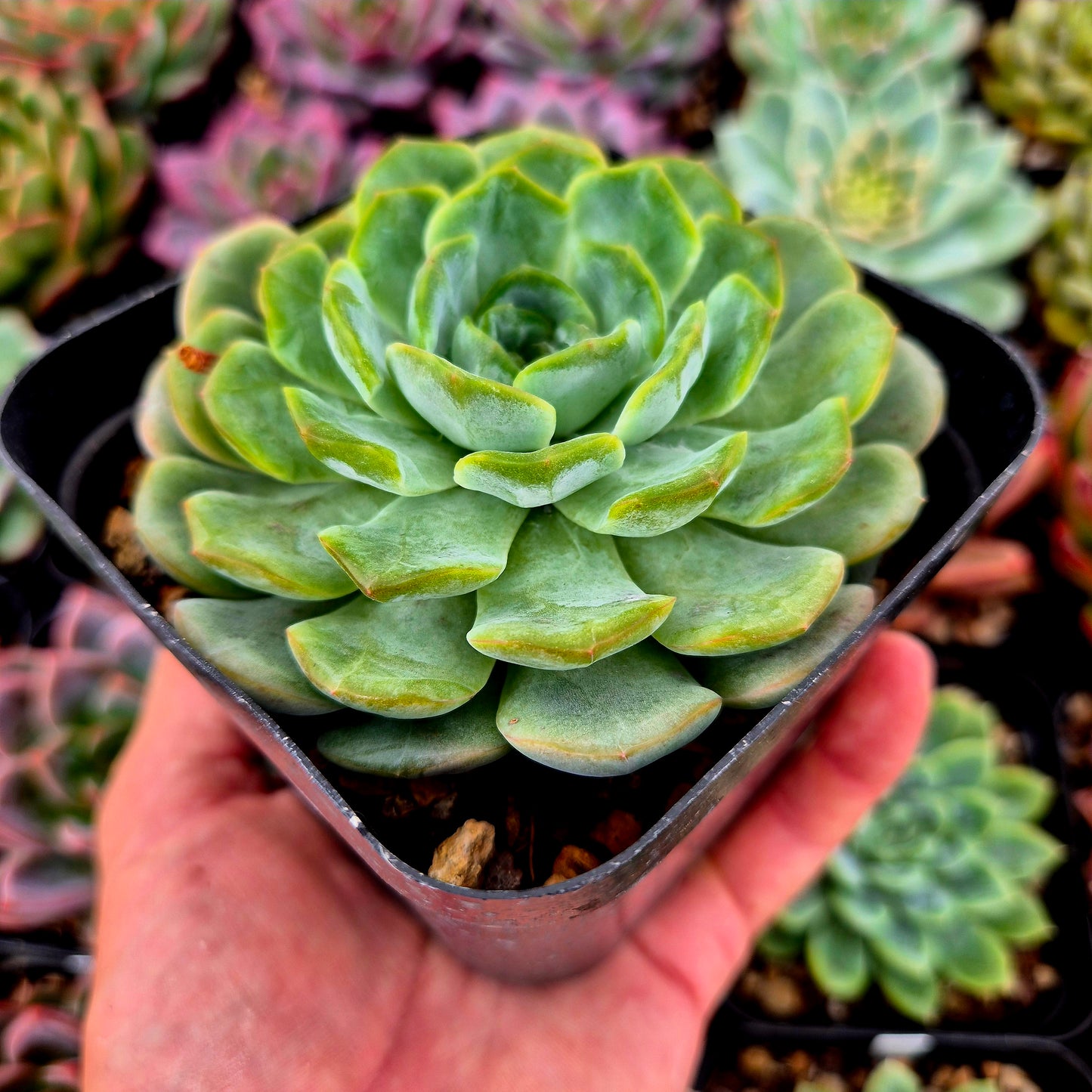 Echeveria "Cristallo che si scioglie"