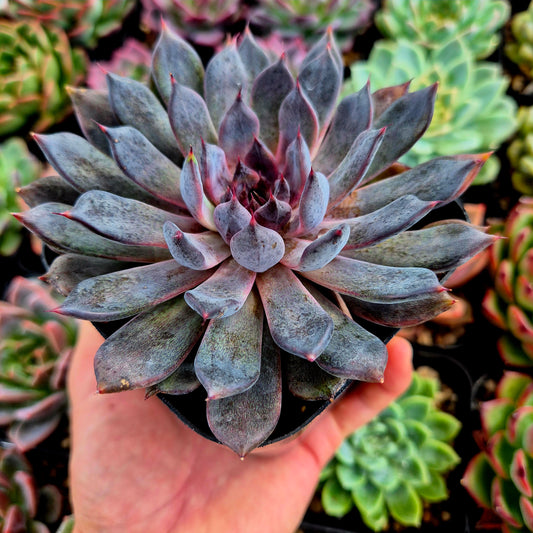 Echeveria "Black Pearl"