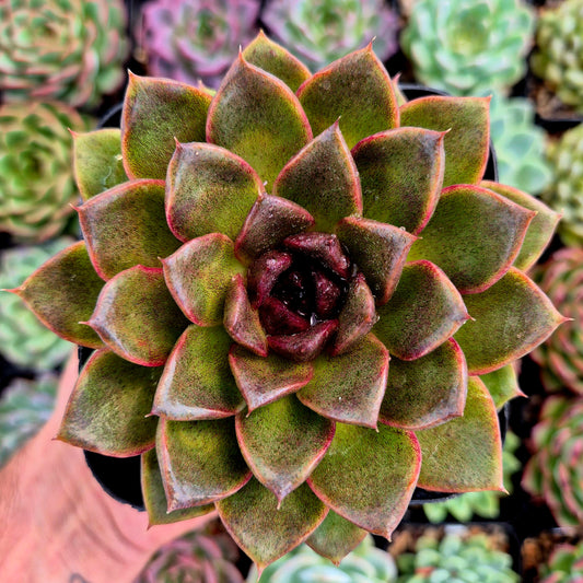 Echeveria "Black Queen"